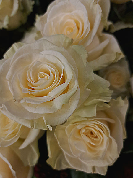 12 CLASSIC  PALE PINK OR WHITE ROSES
