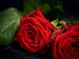 Flower Shop Glasgow Roots, Fruits and Flowers Florist Glasgow