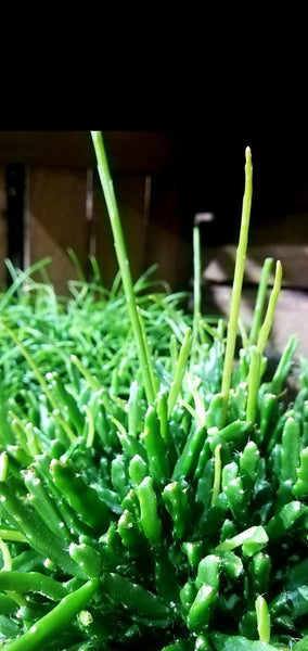 HOUSE PLANT GIFT BOX