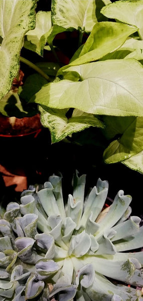 HOUSE PLANT GIFT BOX