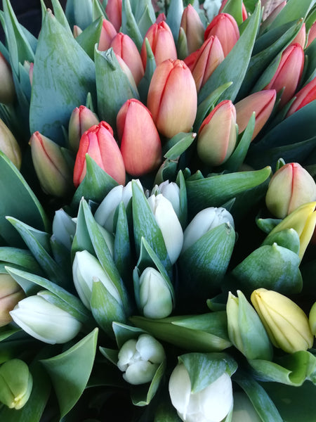 CHEERFUL TULIPS