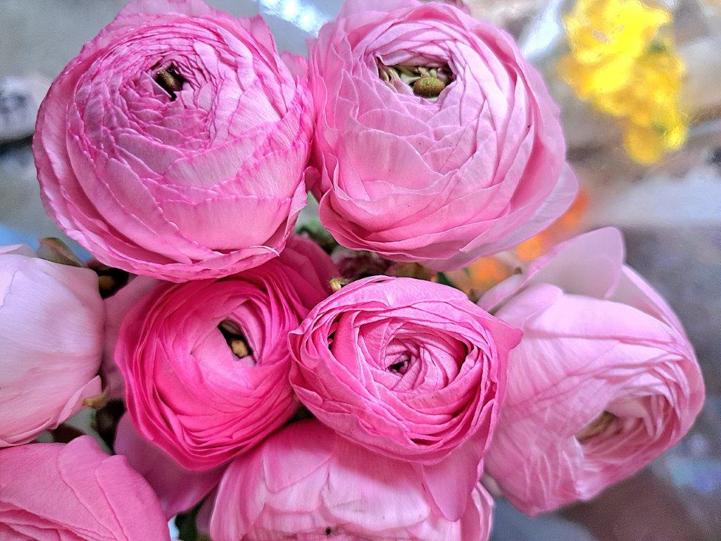 Flower Shop Glasgow Roots, Fruits and Flowers Florist Glasgow